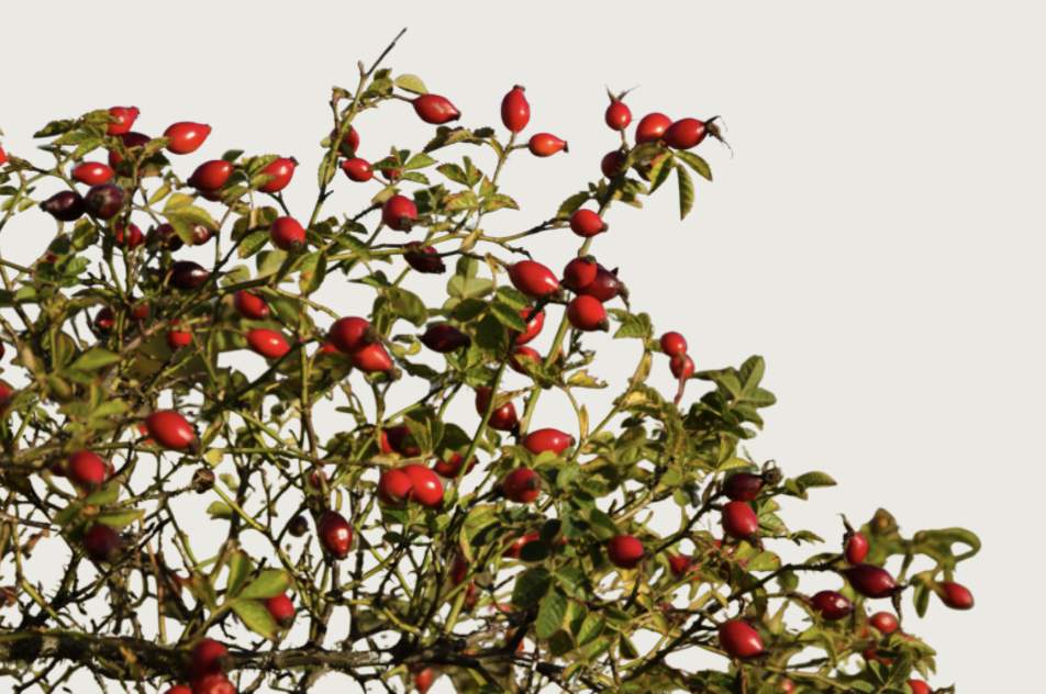 Screenshot 2025-12-08 at 09.27.32