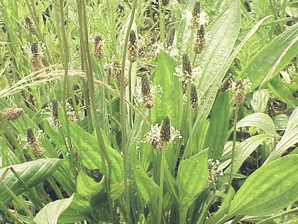 plantain-lanceole-plantago-lanceolata