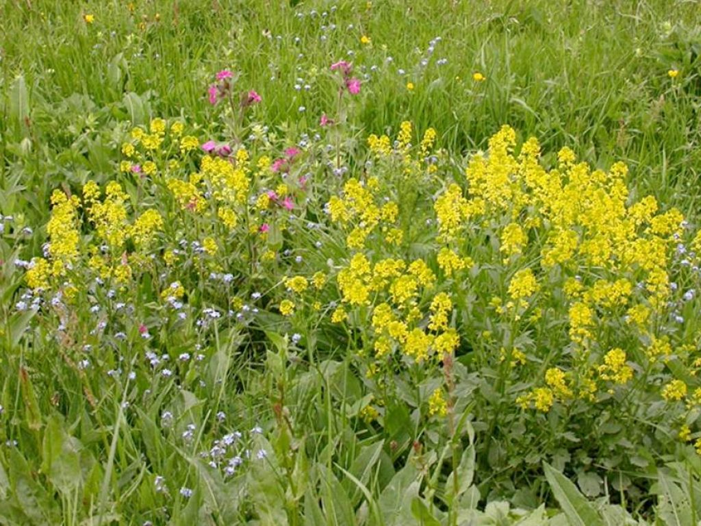 Capture-decran-prairie