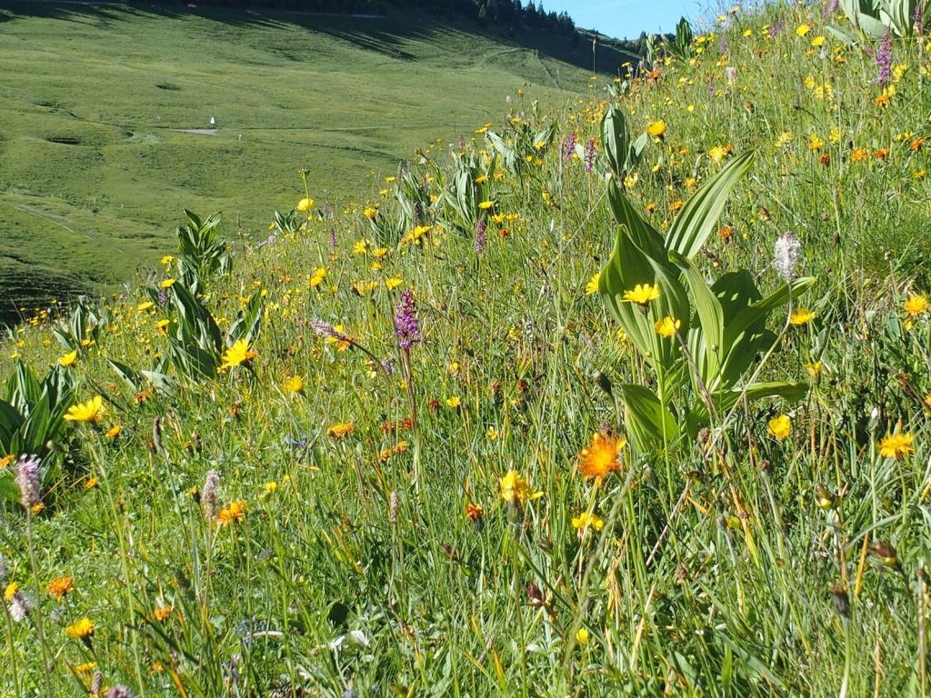 plantes