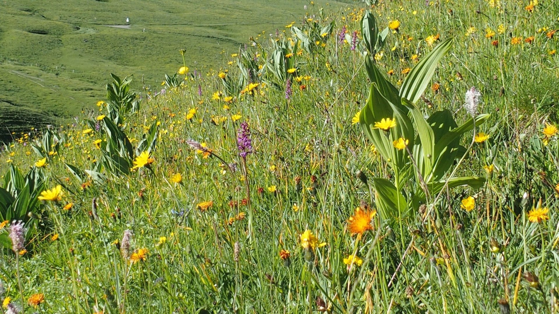 plantes